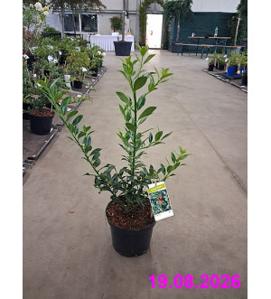 Ilex aquif. 'Alaska' C 2,5 L